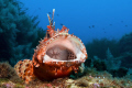 " O SOLE MIO "
This scorpion fish trying to be the "Underwater - Pavarotti" :) 
